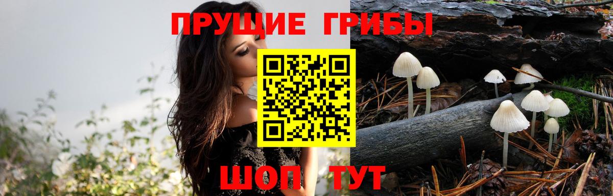 Псилоцибиновые грибы мицелий Семёнов